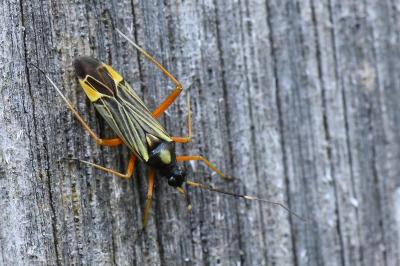 <i>Miris striatus</i>