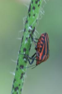 <i>Graphosoma italicum</i>