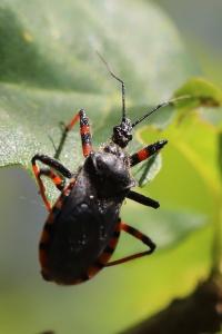 <i>Rhynocoris annulatus</i>