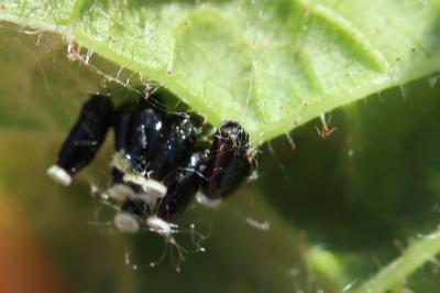<i>Rhynocoris</i>