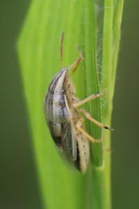 <i>Aelia acuminata</i>