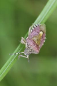 <i>Dolycoris baccarum</i>