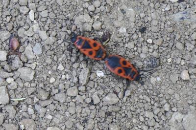 <i>Pyrrhocoris apterus</i>