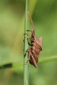 <i>Coreus marginatus</i>