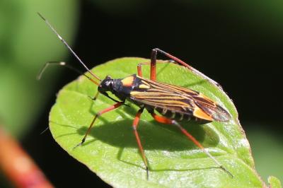 <i>Miris striatus</i>