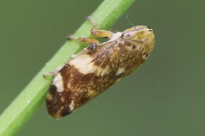 <i>Philaenus spumarius</i>
