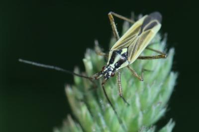 <i>Leptopterna dolabrata</i>