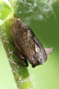 <i>Centrotus cornutus</i>