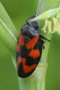 <i>Cercopis vulnerata</i>