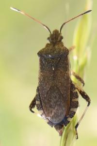 <i>Ceraleptus gracilicornis</i>