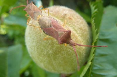Gonocerus acuteangulatus