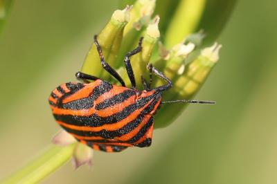<i>Graphosoma italicum</i>