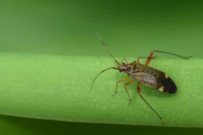 <i>Closterotomus fulvomaculatus</i>