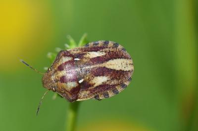 <i>Eurygaster testudinaria</i>