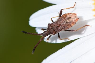 <i>Coriomeris denticulatus</i>