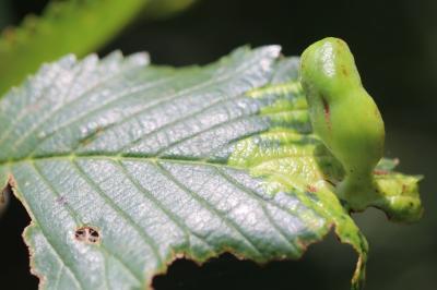 <i>Tetraneura</i>