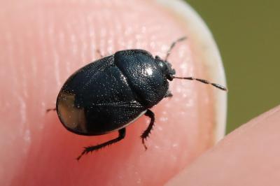 <i>Legnotus limbosus</i>