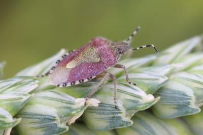 <i>Dolycoris baccarum</i>