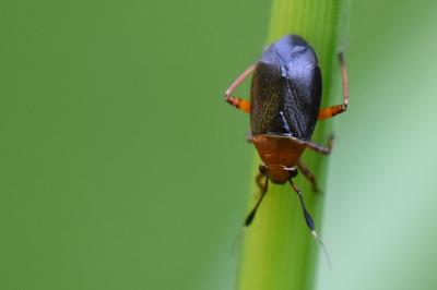 <i>Capsus ater</i>
