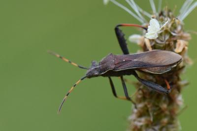 <i>Camptopus lateralis</i>