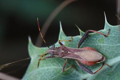 <i>Camptopus lateralis</i>
