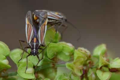 <i>Horistus orientalis</i>