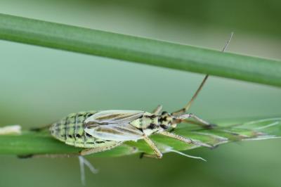 <i>Leptopterna dolabrata</i>