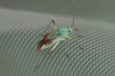<i>Closterotomus norwegicus</i>