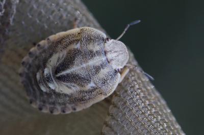 <i>Eurygaster</i>