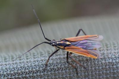 <i>Leptopterna dolabrata</i>