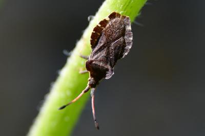 <i>Enoplops scapha</i>