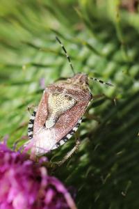 <i>Dolycoris baccarum</i>