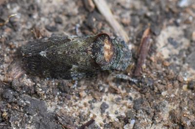 <i>Ledra aurita</i>