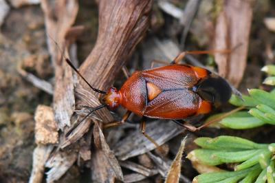 <i>Deraeocoris ruber</i>