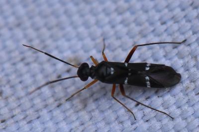 <i>Globiceps sphaegiformis</i>
