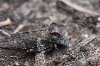 <i>Ledra aurita</i>