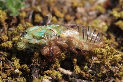 <i>Cicadetta</i>