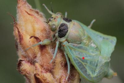 <i>Cicadetta</i>