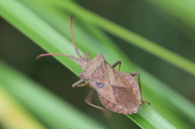 <i>Coreus marginatus</i>