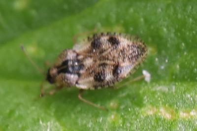 <i>Dictyla humuli</i>