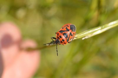 <i>Eurydema ornata</i>