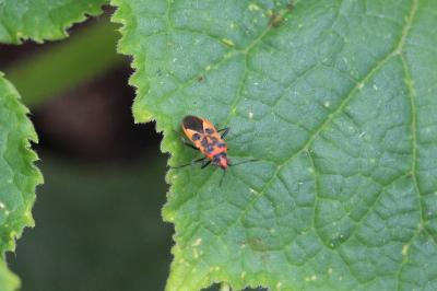<i>Corizus hyoscyami</i>