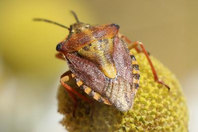 <i>Carpocoris purpureipennis</i>