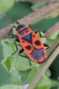 <i>Pyrrhocoris apterus</i>