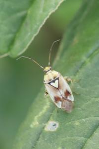 <i>Lygus pratensis</i>