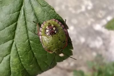 <i>Nezara viridula</i>
