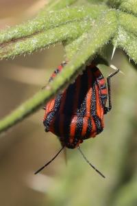 <i>Graphosoma italicum</i>