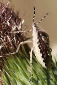 <i>Dolycoris baccarum</i>