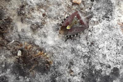 <i>Dolycoris baccarum</i>