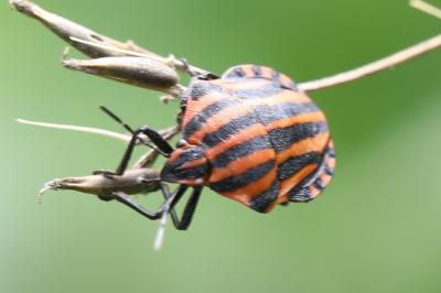 <i>Graphosoma italicum</i>